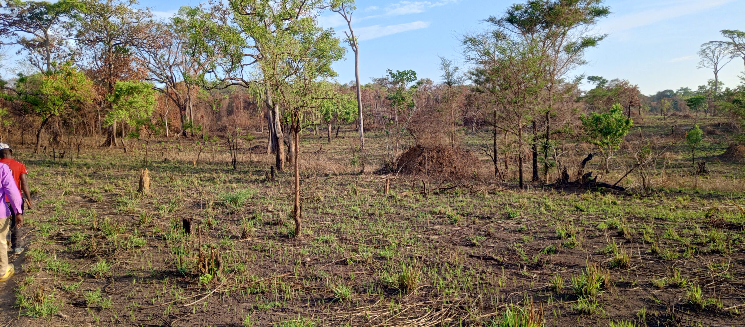 The Cries of a Dying Forest: A Critical Look at Bugoma Forest